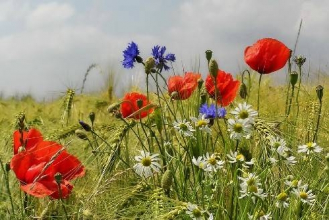 Storie e volti di "Non di solo pane"