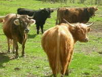 Meno carne, più cibo per tutti